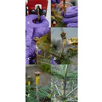Because of the more desirable Christmas tree characteristics of Fraser fir, many growers have been grafting Fraser fir scion (shoot) wood to Momi fir rootstock.