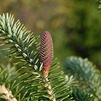 Immature female cones (seed cones) on Momi fir.