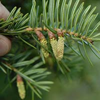 Male cones are observed releasing pollen on Momi fir.