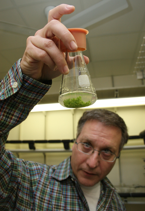 Wayne Parrott, a crop and soil sciences professor at the University of Georgia College of Agricultural and Environmental Sciences, checks out the growth of a few of his soybean plants.