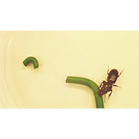 Entomologists captured predator insects to study their interaction with clay models that resemble their prey. This is the first time this approach has been used in turfgrass research.
