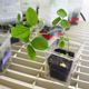 A soybean plant flourishes under the grow lights in Wayne Parrott's lab. Parrott is a crop and soil sciences professor at the University of Georgia College of Agricultural and Environmental Sciences.