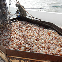 The net full of jellyfish is emptied onto the ship, as fisherman begin to process the haul.