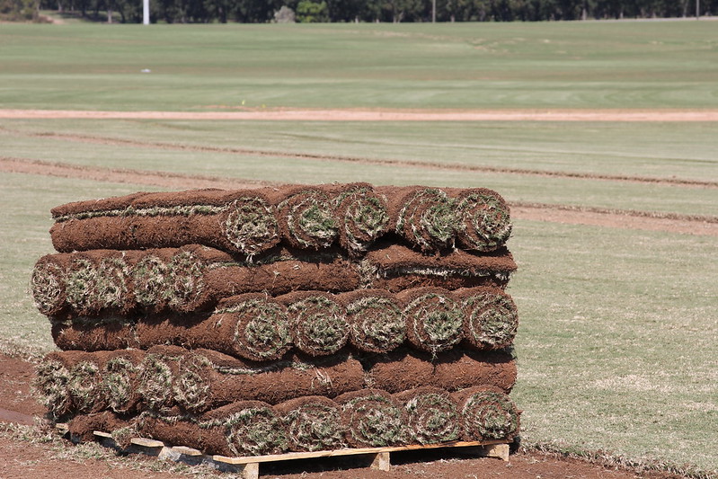 Price increases for sod this year could range from 2-8% over 2019 prices, according to a new survey of producers by UGA and the Georgia Urban Ag Council.
