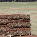 Price increases for sod this year could range from 2-8% over 2019 prices, according to a new survey of producers by UGA and the Georgia Urban Ag Council.