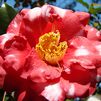 The camellia represents desire, passion and admiration — a wonderful choice for Valentine’s Day.
