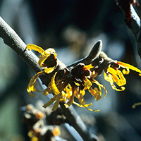 Witch hazel produces small but unique flowers with narrow, strap-like, crinkled petals.