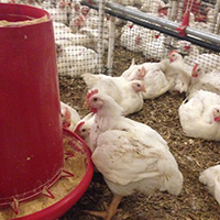 Using hypothesis-driven data mining, a UGA research team led by Xiangyu Deng of UGA’s Center for Food Safety, analyzed over 30,000 genomes of Salmonella Enteritidis obtained from global sources and the international trade of live poultry over five decades.