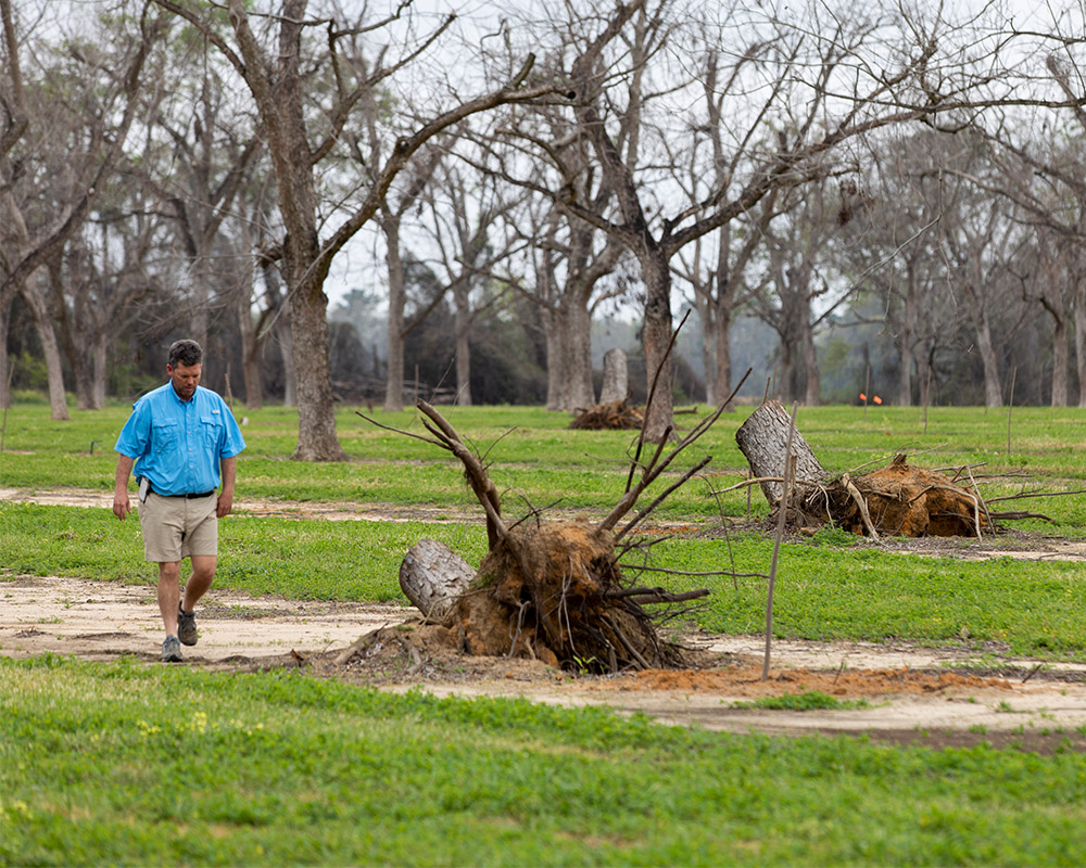 Eric Cohen walks through his family's pecan orchard at Pecan Ridge Plantation outside of Bainbridge. The Cohens cleaned up downed pecan trees and planted new ones after the destruction of Hurricane Michael in 2018.