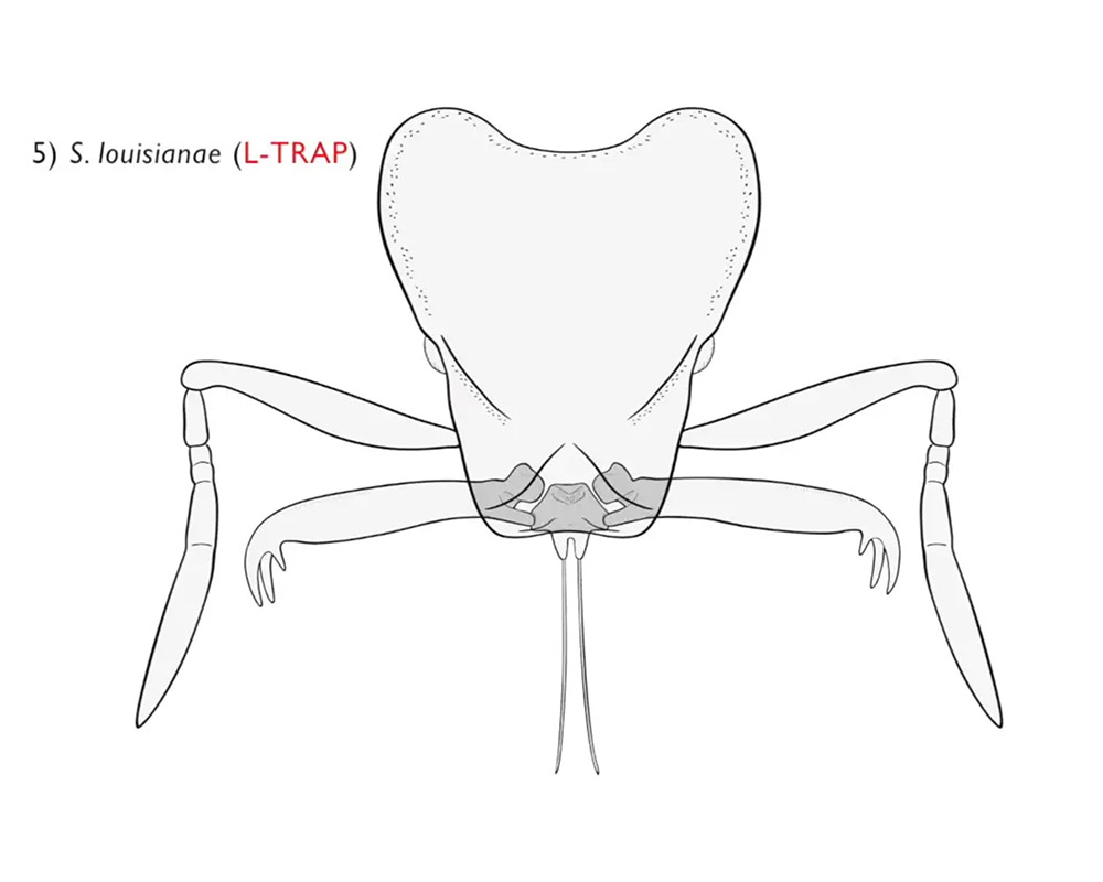 Trap-jaw ants show remarkable diversity in the length of the jaw and how wide it opens.