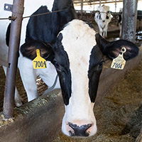 Since most breeds of dairy cattle originated in temperate European climates, they’re better adapted to cool environments and start to experience heat stress around 68 degrees Fahrenheit in humid conditions.