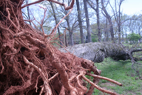High winds uprooted a large oak tree on the University of Georgia campus in Griffin, Georgia.