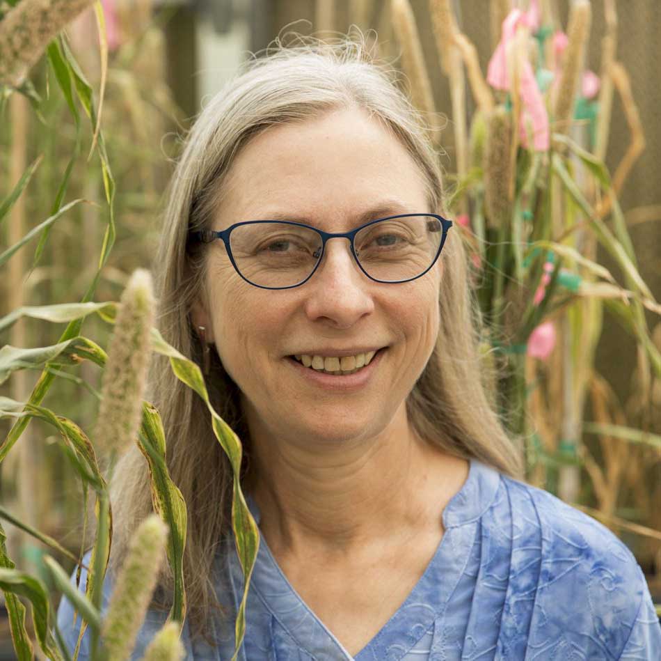 Peggy Ozias-Akins, a global leader in the application of biotechnology for crop improvement, has been named UGA’s recipient of the SEC Faculty Achievement Award. She is pictured in her greenhouse surrounded by Pennisetum (pearl millet) hybrid plants.