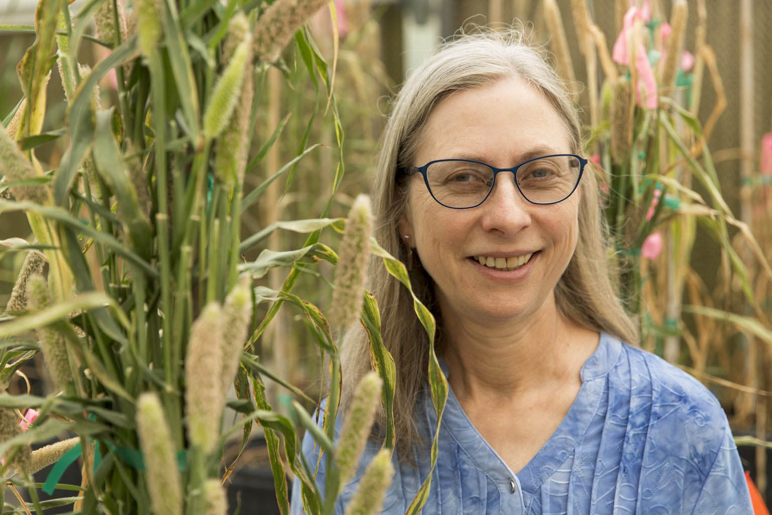 Peggy Ozias-Akins, a global leader in the application of biotechnology for crop improvement, has been named UGA’s recipient of the SEC Faculty Achievement Award. She is pictured in her greenhouse surrounded by Pennisetum (pearl millet) hybrid plants.