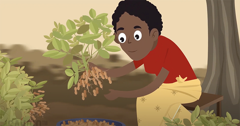 The Peanut Innovation Lab has posted the second in a pair of animations giving farmers valuable advice on growing groundnut. This edition focuses on late-season information related to harvest and storage, and might be shown together with the first animation or separately.