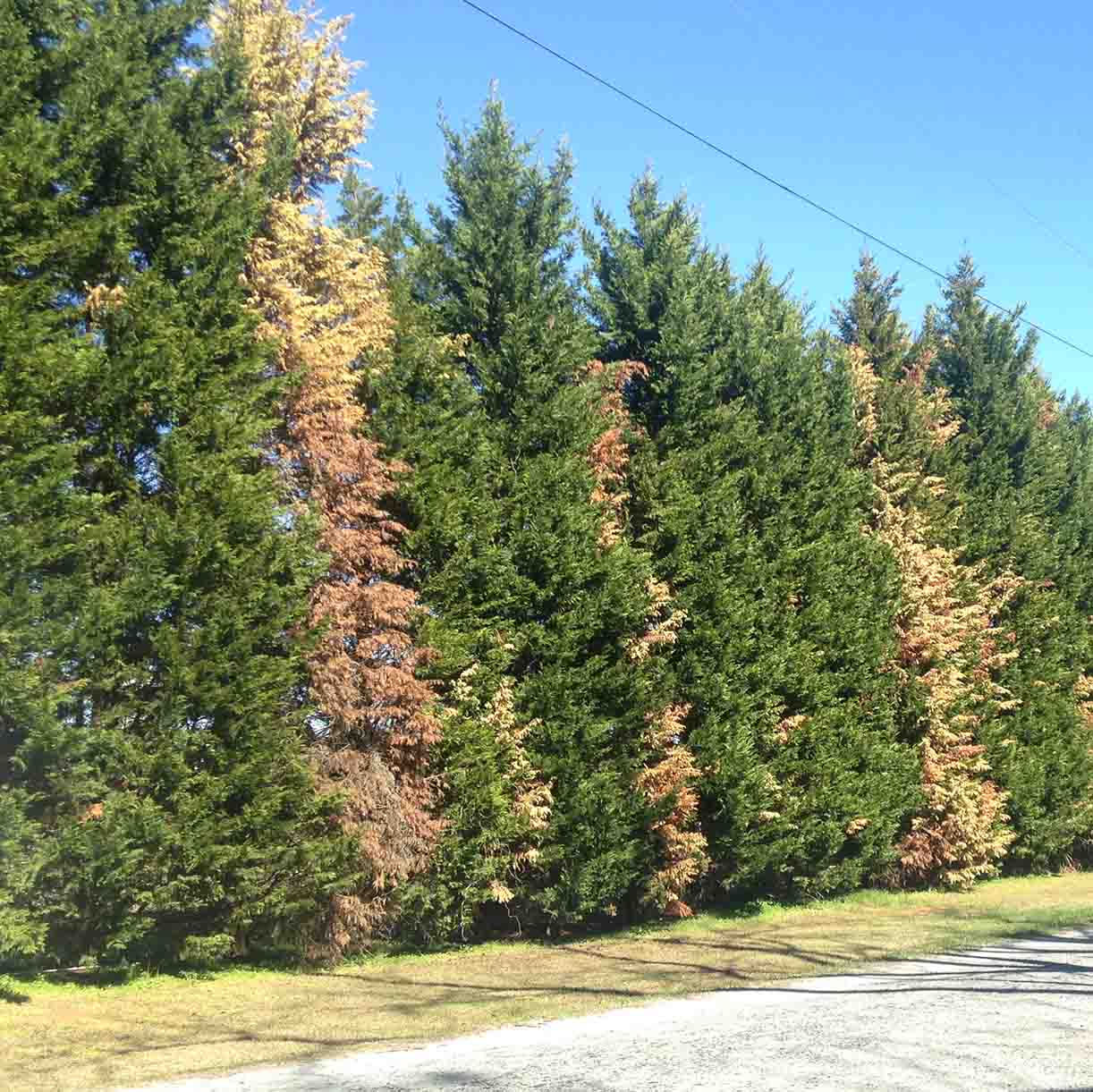 If a Leyland cypress is showing a lot of brown branches or thinning canopy, there’s not much you can do to save it, according to UGA experts. (Photo by Jean Williams-Woodward)