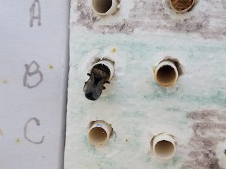 Throughout the experiments, small paper tubes were placed inside marked locations in the nesting blocks to monitor the nesting patterns. (Photo: Christine Fortuin, Warnell School of Forestry and Natural Resources)