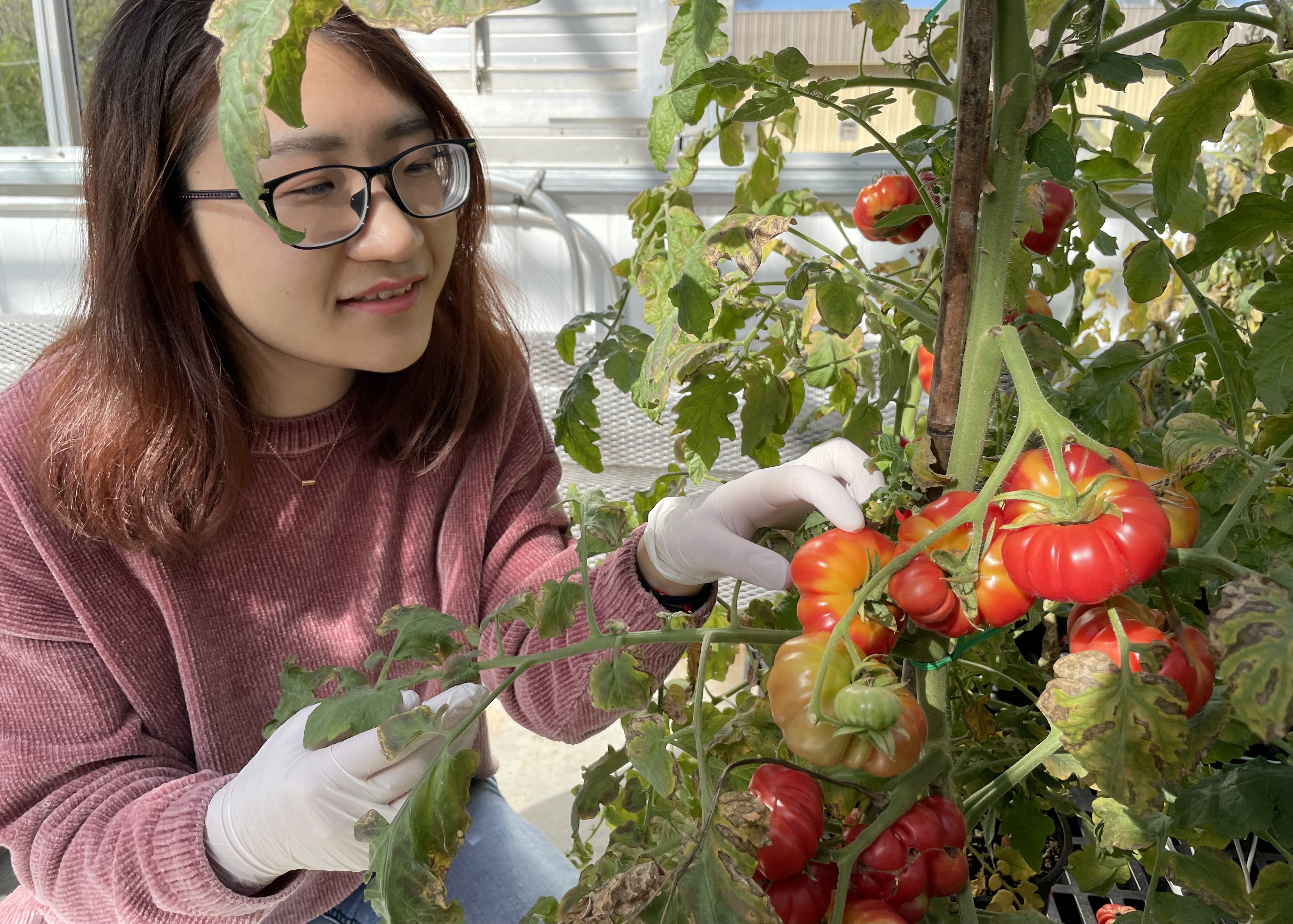 Qian Feng, a second-year doctoral candidate in the UGA College of Agricultural and Environmental Sciences, has mapped additional genes responsible for volatile production in order to offer a more complete picture of the biochemical pathways in tomatoes. She hopes that other researchers can introduce the desirable genes into current or new varieties to breed a tastier  tomato.