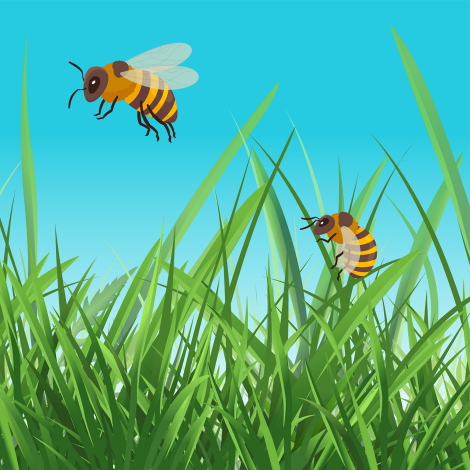 蜜蜂友好的草坪