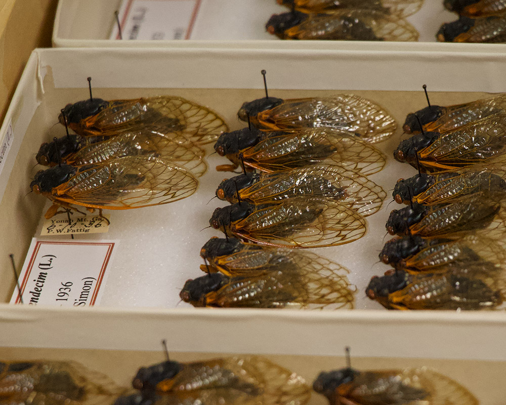 Cicadas Brood X us Here and bass liking the imitation! Chasebait Ripple  Cicada : r/Fishing