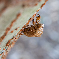 A cicada nymph exoskeleton perfectly latched onto a tree. Cicadas shed their exoskeletons, allowing them to fly and mate.