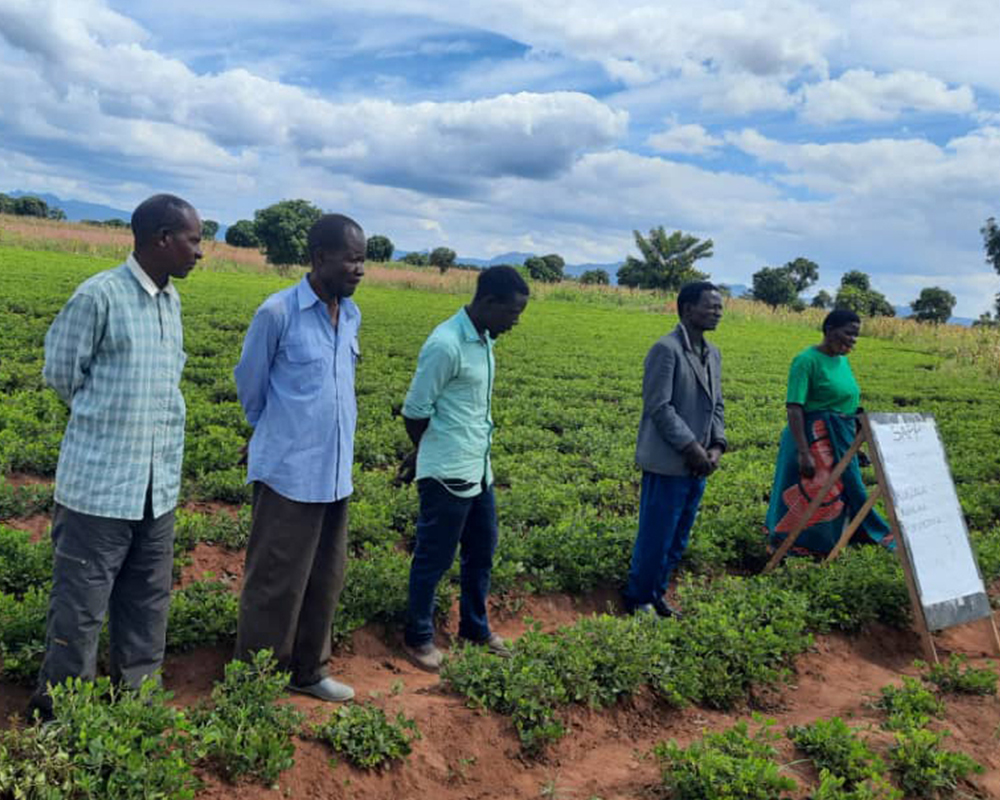 Farmers participate in a seed multiplication project led by extension personnel in Malawi.
