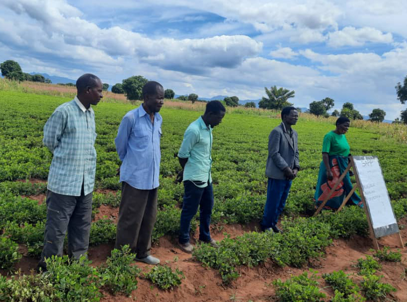 农民参加由马拉维的推广人员领导的种子乘法项目。