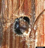 Carpenter bees gnaw tunnels in wood to create nesting sites and overwinter in the tunnels.