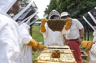 UGA experts will join leading apiculture researchers and practitioners for the 29th Young Harris College/University of Georgia Beekeeping Institute, held virtually on May 13 and 14.