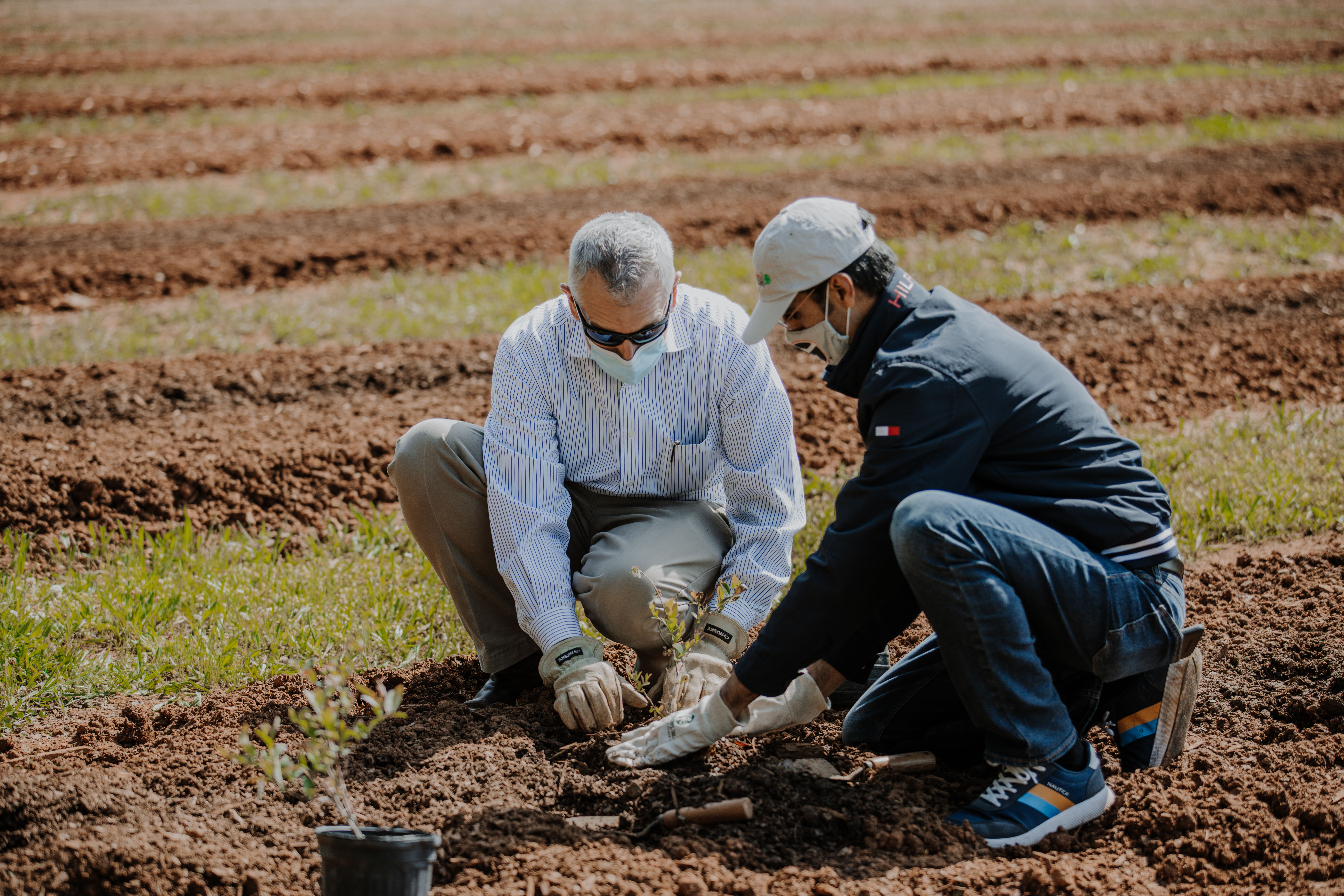 CAES院长兼主任Nick Place(左)和佐治亚大学蓝莓昆虫学家Ashfaq Sial在佐治亚州沃特金斯维尔的佐治亚大学Durham园艺农场的新研究果园里正式种植了第一株蓝莓。