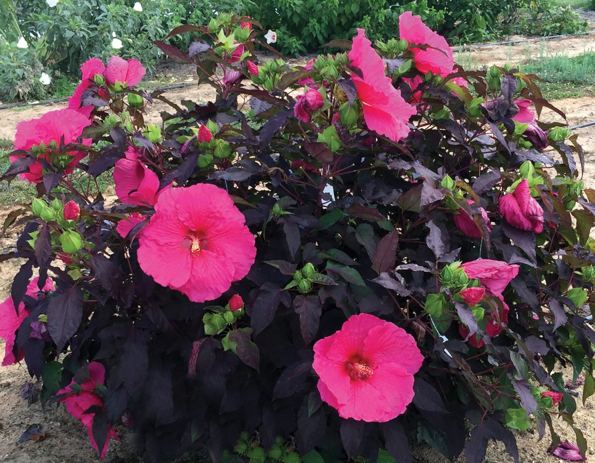 由UGA植物饲养员约翰科特纳开发的激情芙蓉，勃艮第和红叶和明亮的绿色花蕾，绽放成巨大的粉红色花朵。