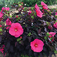 The Passion hibiscus, developed by UGA plant breeder John Ruter, has burgundy and red leaves and bright-green flower buds that bloom into massive pink flowers.