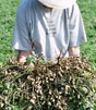 Georgia farmer Relinda Walker displays organic peanuts on her farm.