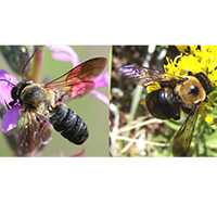 In the sculptured resin bee (left), females have a pointed abdomen, while the males have a blunt edge. Both males and females have a striated abdomen with raised bands. The thorax and abdomen of the carpenter bee (right) are connected, bald and smooth.