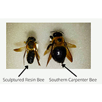 The sculptured resin bee and carpenter bee are similar in size, but the carpenter bee's thorax and abdomen are connected while the sculptured resin bee has a striated abdomen with raised bands.