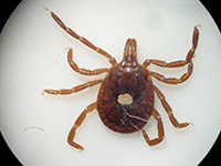 Domestic cats become infected with bobcat fever after being bitten by an infected Lone Star tick (Amblyomma americanum). The female, shown here, is identifiable by the single white mark visible on its back.