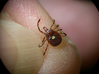 Domestic cats become infected with bobcat fever after being bitten by an infected Lone Star tick (Amblyomma americanum). A female Lone Star tick is shown here on a fingertip for size.