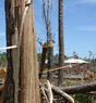 The splintered remains of a tree stand in front of a tornado damaged home off Georgia Highway 92 in Spalding County, Ga. The area was hit by one of many tornadoes that struck central Georgia shortly after midnight on April 28, 2011.