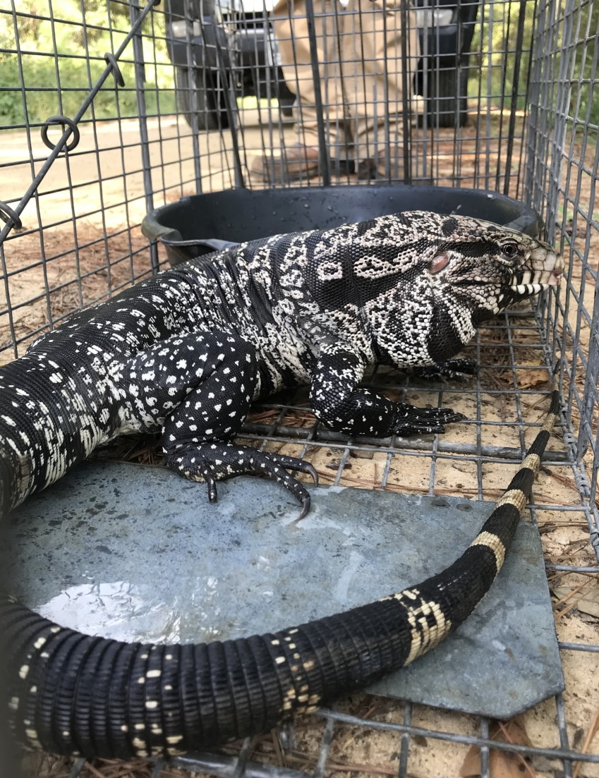 Argentine black and white tegus, the largest of all tegus, can reach 4 feet long and weigh 10 pounds or more.