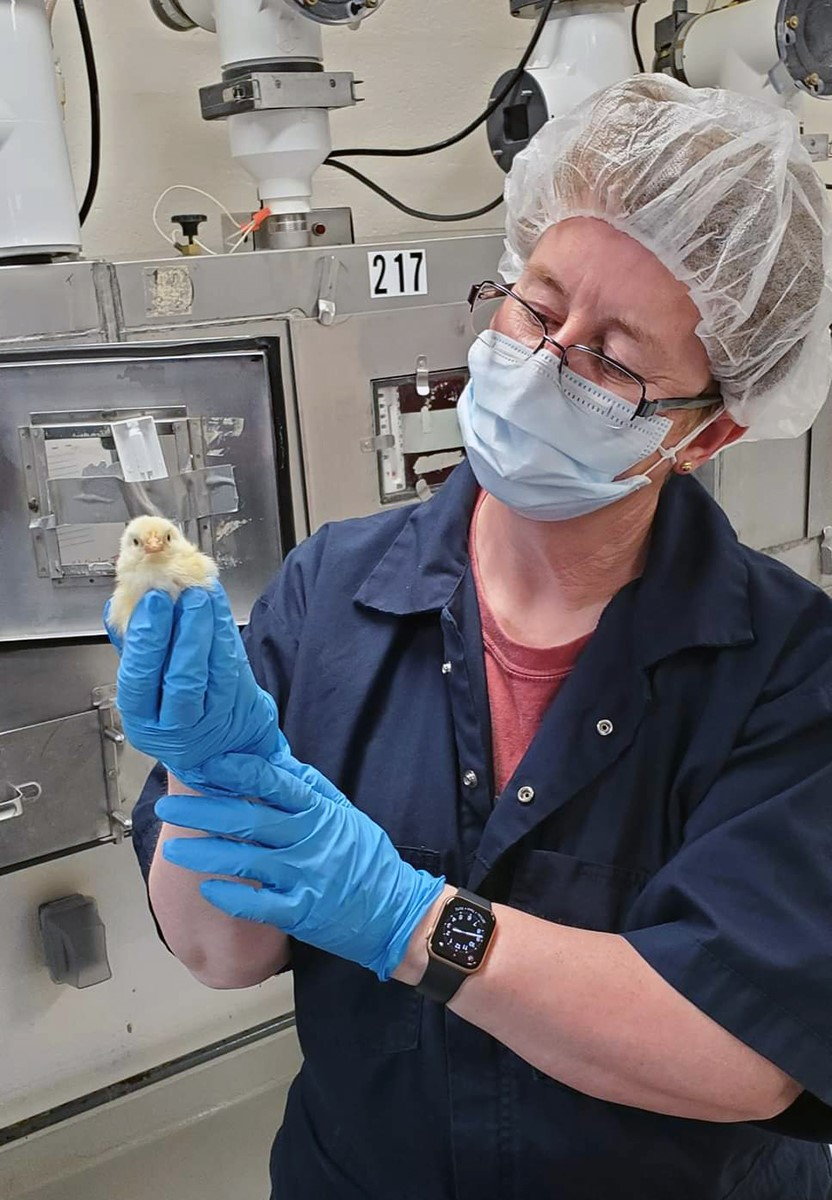 UGA College of Veterinary Medicine Professor Catherine Logue specializes in the detection of foodborne pathogens from food animal sources such as poultry. Her work helps keep chicks healthy, which leads to higher quality meat.