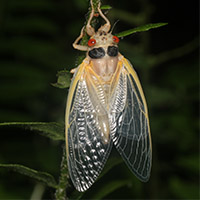 A newly emerged Brood X cicada perches on a leaf in north Georgia, waiting for its exoskeleton to harden.