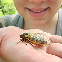 An entomology student cradles a newly emerged Brood X cicada in their hand on a recent cicada-finding expedition.