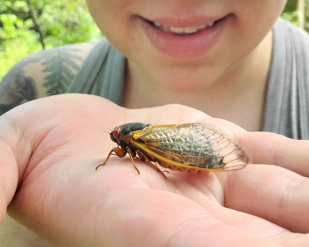 An entomology student cradles a newly emerged Brood X cicada in their hand on a recent cicada-finding expedition.