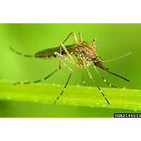 Mosquito control is a five-step process that includes education, surveillance, source reduction, larviciding and adulticiding. (Photo by David Cappaert, Bugwood.org)