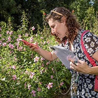 Nikki Locke uses a smart phone to help her during the pollinator count. Cell phone cameras can often act as magnifiers to help counters identify the type of pollinators present on the plants.