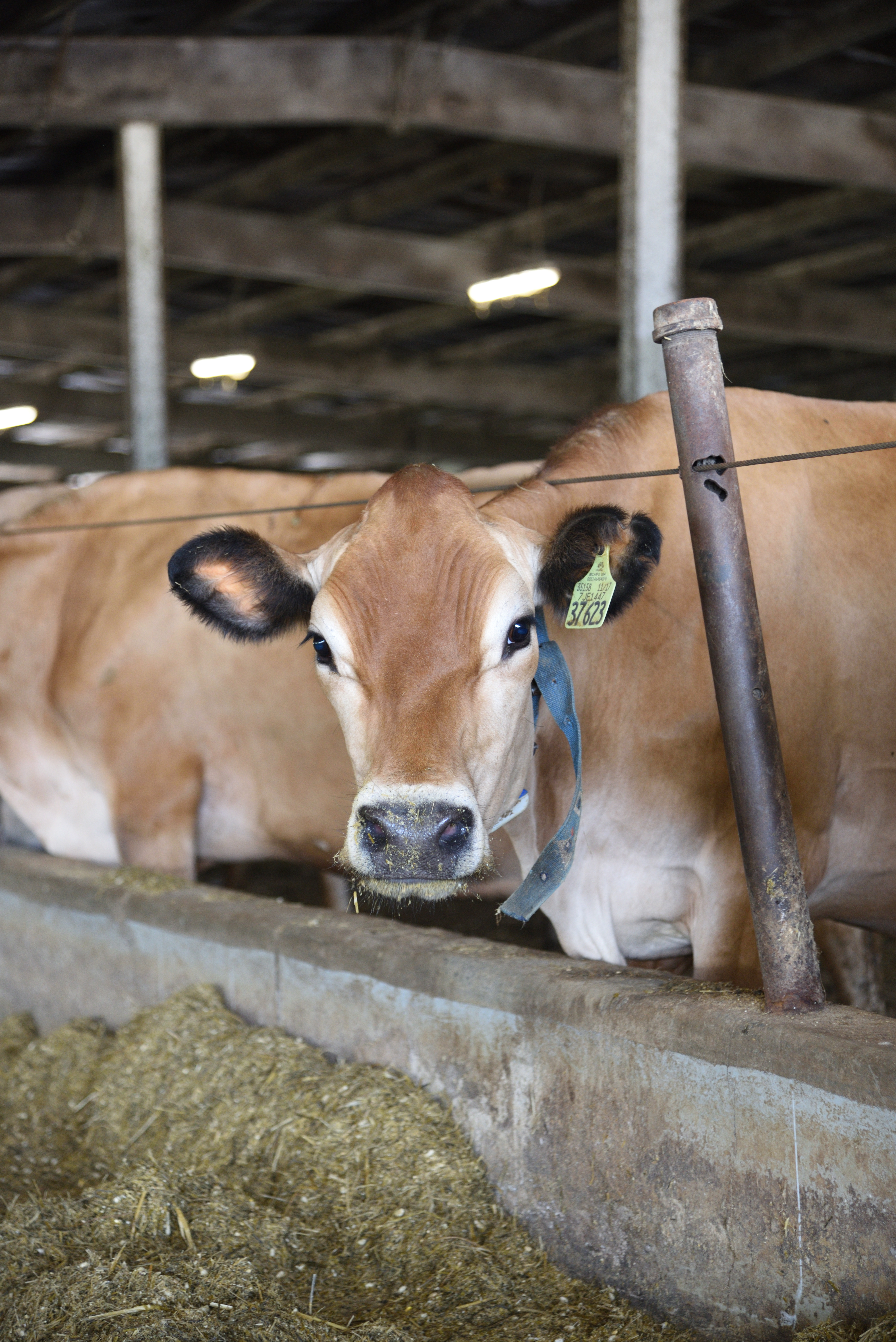 Jersey calf with tagged ear makes eye contact with the camera