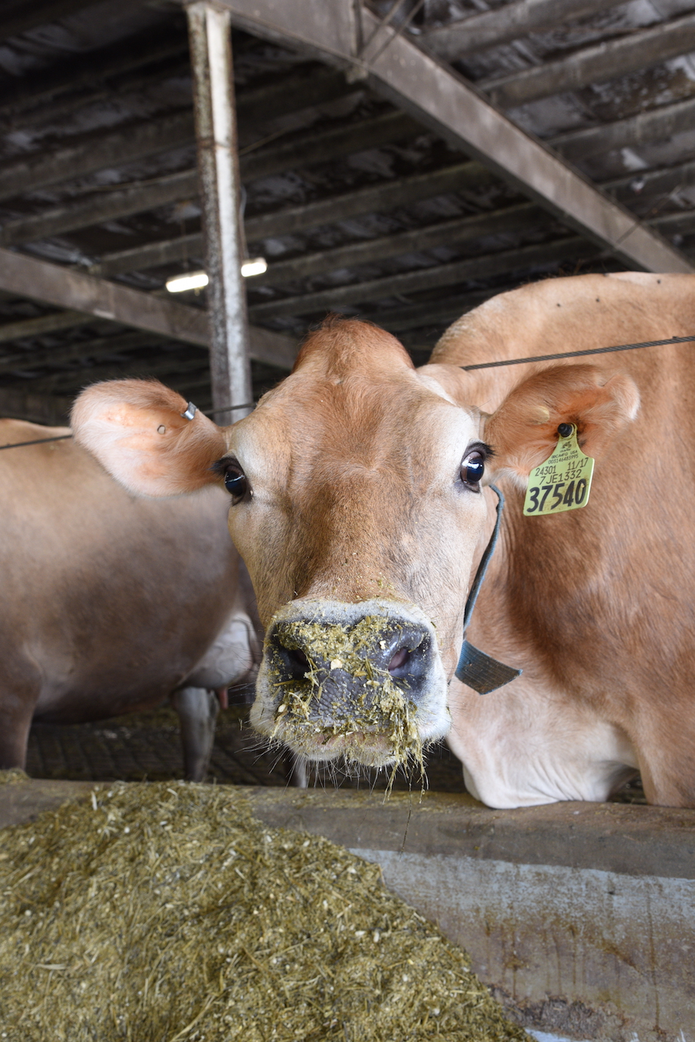 Jersey calf with a snout covered in feed