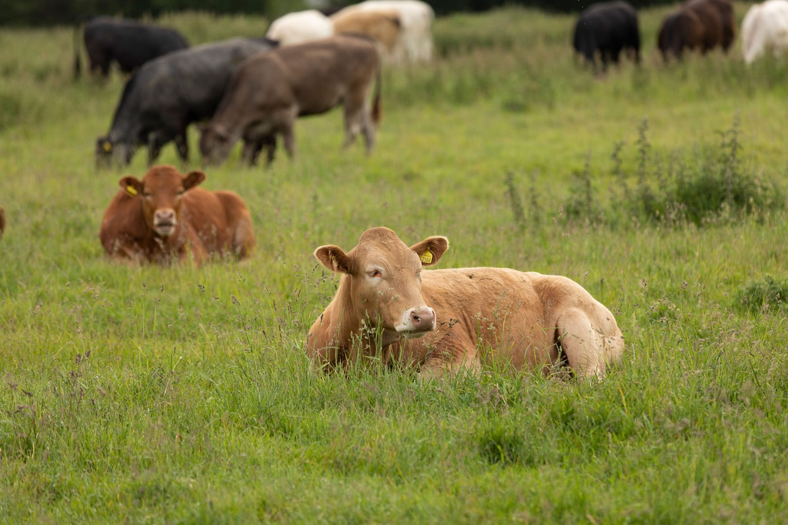 Tagged cattle graze and rest in a pasture