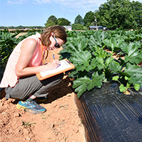 Blubaugh Lab manager Katherine Hagan and master’s student Allison Stawara scout squash for various beneficial and pest insects as part of a living mulch study at the Durham Horticulture Research Farm in Watkinsville, Georgia.