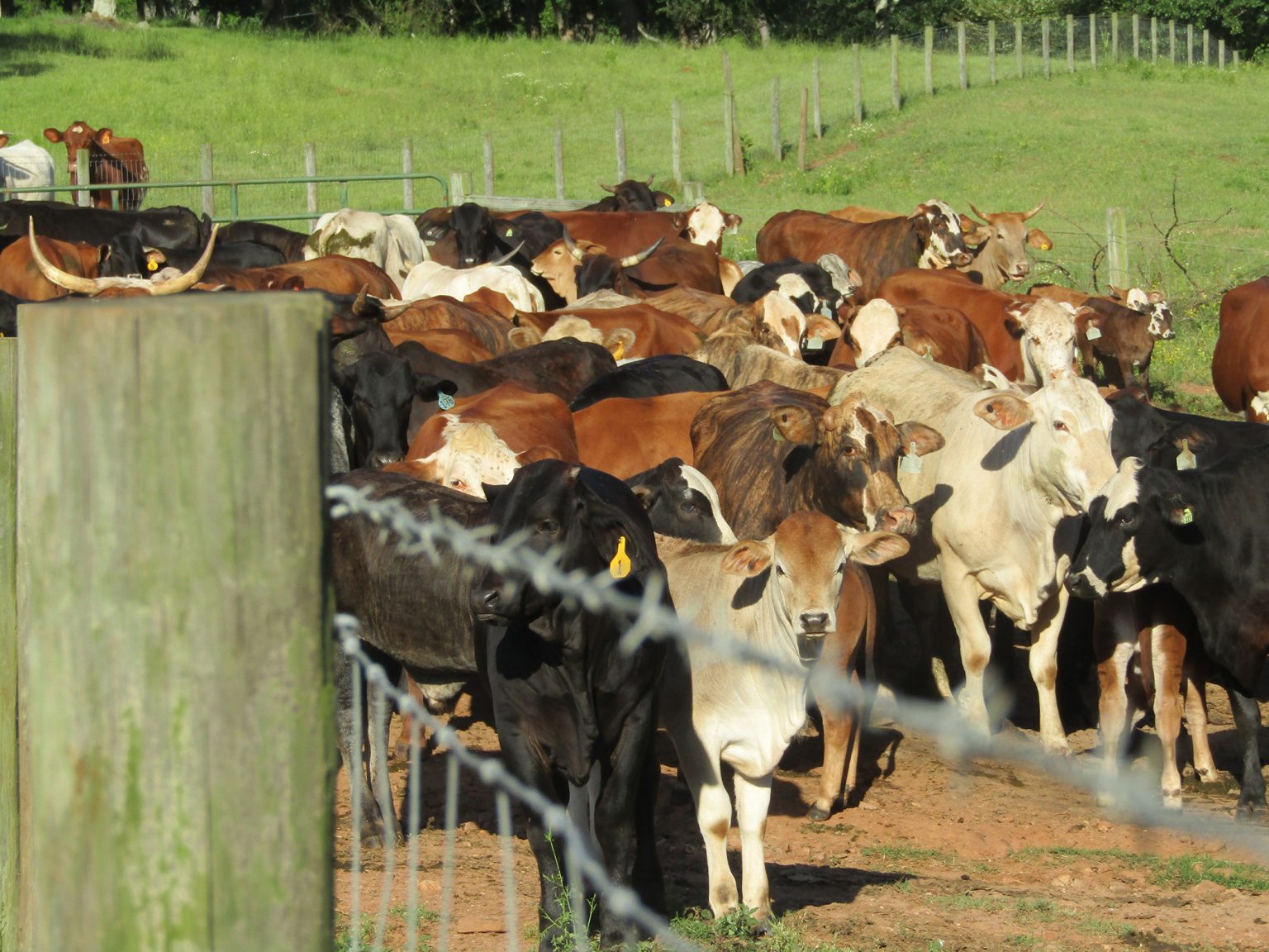 Cows are gathered at middle Georgia cattle ranch